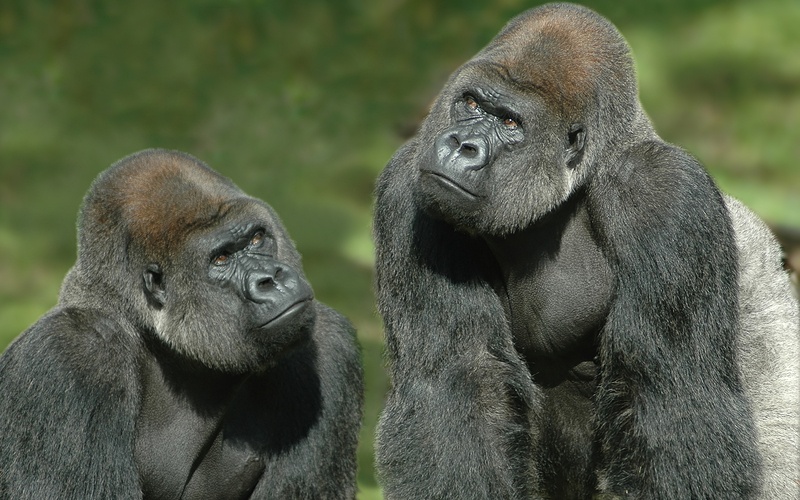 More information about "Trade Size: Taming The 800-Pound Gorilla"
