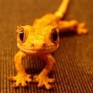 Keto Gecko